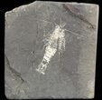 Carboniferous Shrimp-Like Crustacean (Tealliocaris) - Scotland #44411-1